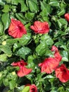 Red HibiscusÃ¢â¬â¹ Flowers Royalty Free Stock Photo